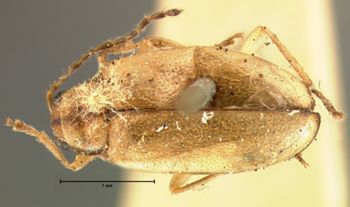 Media type: image; Entomology 18402   Aspect: habitus dorsal view